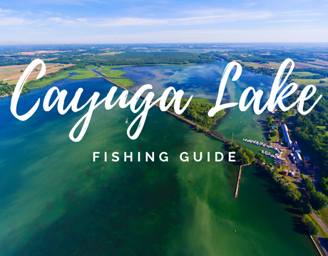 11+ Fish Of Cayuga Lake